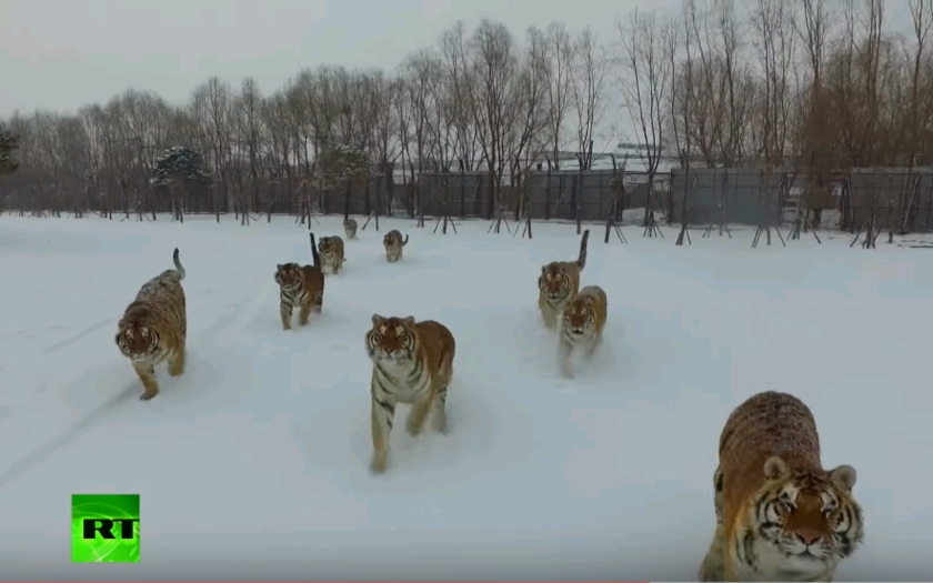 (VIDEO) Sibírske tigre zneškodnili dron
